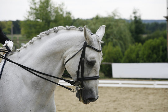 Side view portrait of a beautiful grey dressage horse during work. Headshot of a grey dressage sport horse in action
