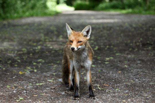Der Rotfuchs