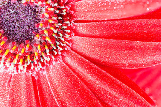 Macro of a red flower made with stack techinque