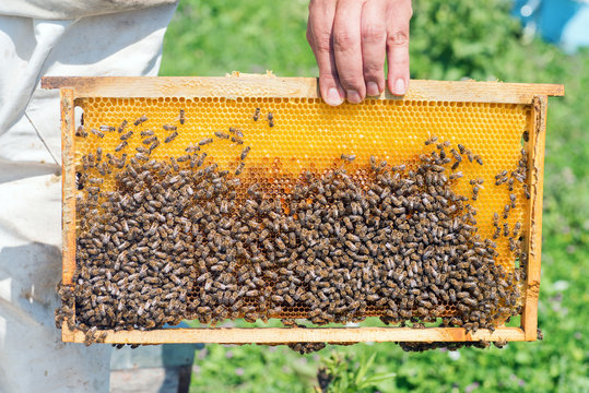 beekeeper and honey comb
