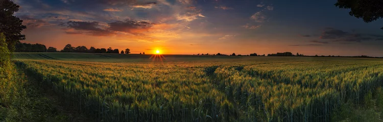 Photo sur Plexiglas Campagne Coucher de soleil panoramique sur un champ de blé en pleine maturation