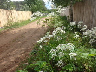 Поселковая грунтовая дорога летом