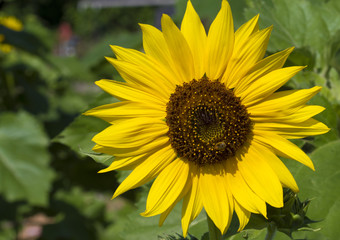 Bumble Bee on a Yellow Sunflower