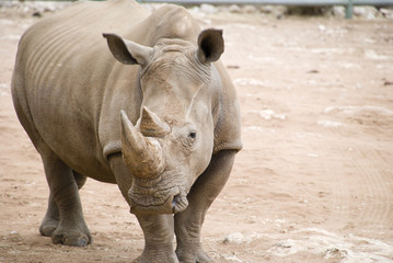 Naklejka premium Rhino close up