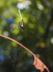 Orb Weaver