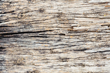 Fototapeta premium texture of bark wood