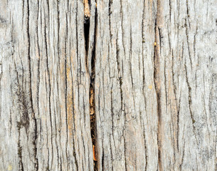 texture of bark wood