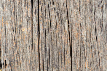 Fototapeta premium texture of bark wood