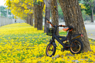 Fototapeta premium Bicycle in the park