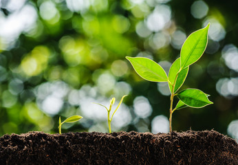 Young three green plant growing on soil