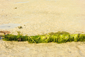 Old buoy cover by green algea