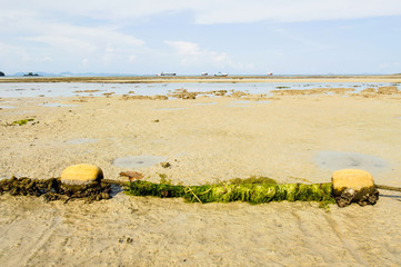Fototapeta na wymiar Old buoy cover by green algea