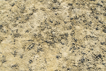 Small crab hold on the wet and become dry beach