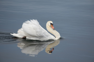 Obraz premium White swan