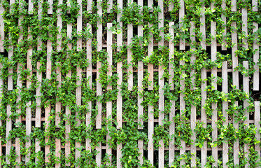 Wood and plant wall