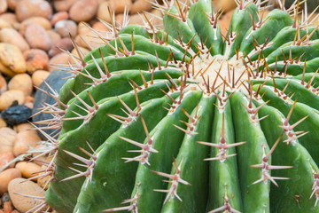 Obraz premium cactus-5
