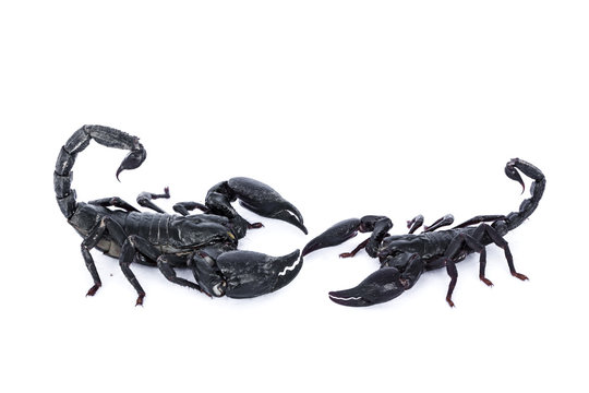 Black scorpion on white isolated