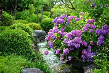 紫陽花たち