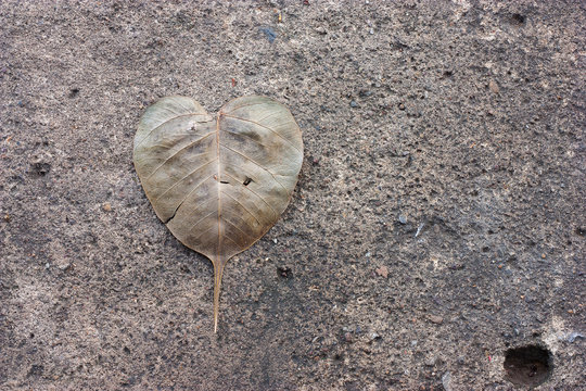 Sacred Fig Leaf