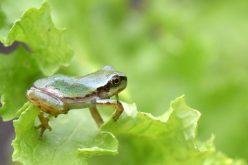 Tree frog on top of lettuce leaves