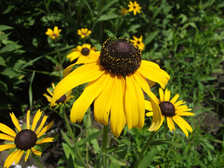 A yellow flower is in a garden
