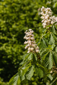 horse-chestnut tree in bloom