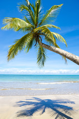 Curving palm tree casting shadow on bright empty Brazilian beach in Bahia Nordeste Brazil
