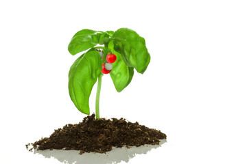 Basilikum Mozzarella Tomaten Baum   