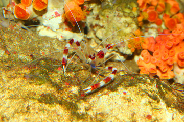 Banded coral shrimp (Stenopus hispidus) in Japan  © feathercollector