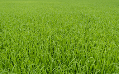 green paddy rice field background 