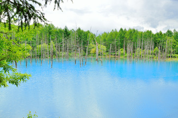 北海道　美瑛　青い池