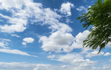 Obraz premium beautiful tree with blue sky and cloud background