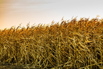 Fototapeta na wymiar Corn field at the sunset