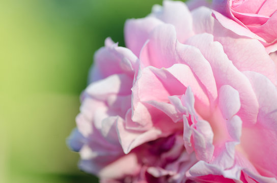 pink rose in garden © aga7ta