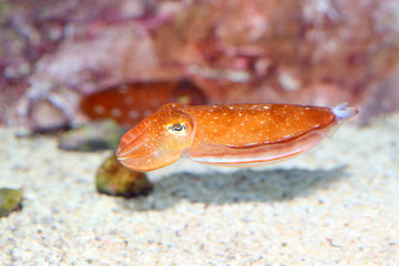 Obraz na płótnie Canvas Kobi cuttlefish (Sepia kobiensis) in Japan