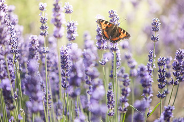 butterfly on lavender