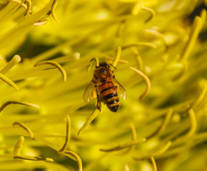 Bee with pollen sacs on their feet