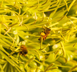 Bee with pollen sacs on their feet