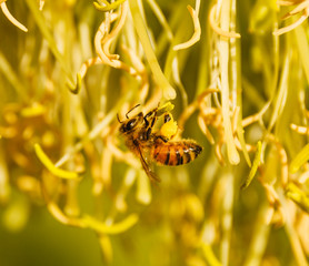 Bee with pollen sacs on their feet