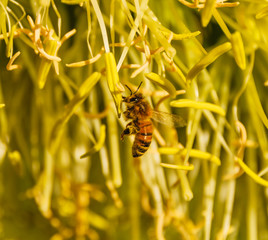 Bee with pollen sacs on their feet