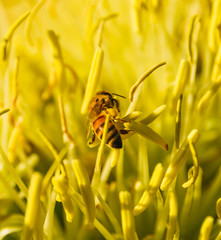 Bee with pollen sacs on their feet