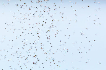 Mosquitoes swarming in the air © Lars Johansson
