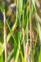 Dragonfly sitting on a straw