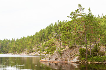 Pine trees on a rocky peninsula in the lake