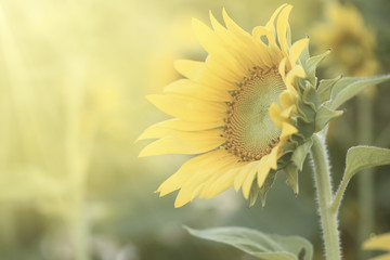 Naklejka premium Sunflower