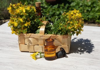 Johanniskraut, Hypericum perforatum , Kräuter, Tinktur, Massage, Aromatherapie
