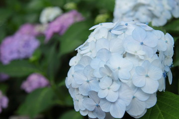 青い色のあじさい