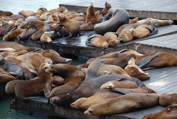 Seelöwen am Pier 39, San Francisco, USA