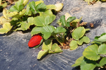 fraise dans le potager du Palais Saint-Antoine 