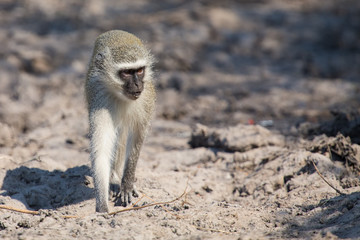 Vervet monkey drinking water from a pond with dry mud